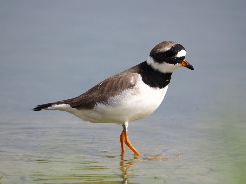 Corriere grosso (Charadrius hyaticula)